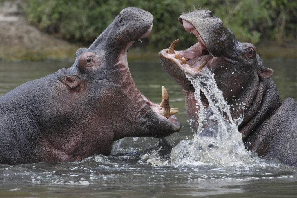 hipopótamos de pablo escobar