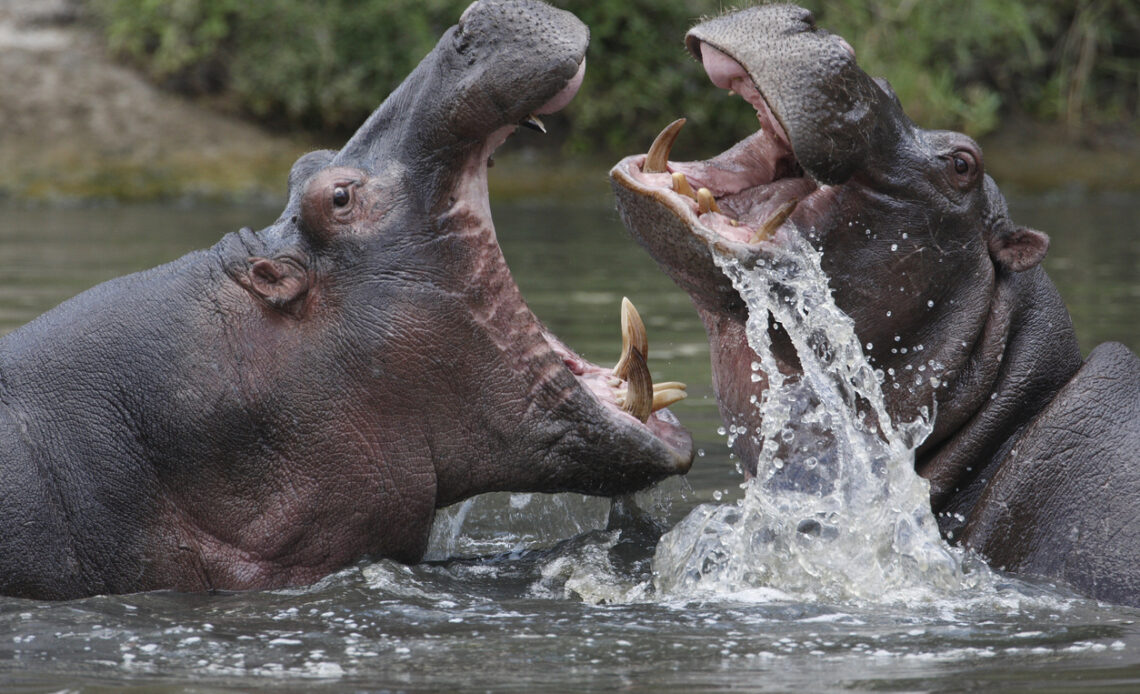 hipopótamos de pablo escobar