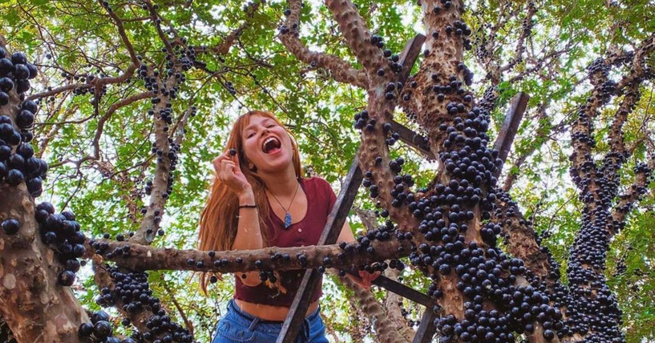 jabuticaba