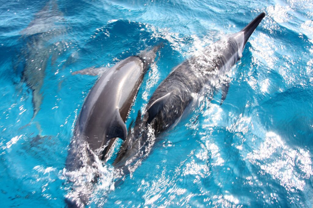 golfinho-fernando-de-noronha-dia-dos-animais-hurb