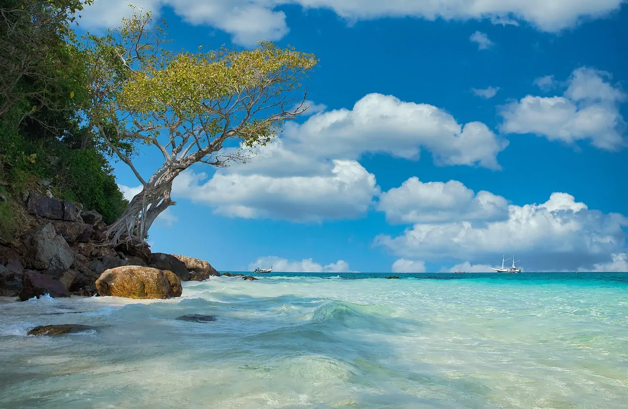 Imagem de uma praia com água cristalina e uma árvore adentrando a água