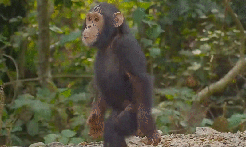 Parque Nacional de Gombe_ o lar dos chimpanzés na Tanzânia