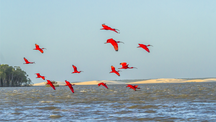 Foto de um delta com aves vermelhas sobrevoando a água
