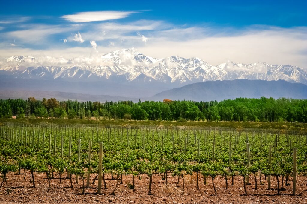 Mendoza wine