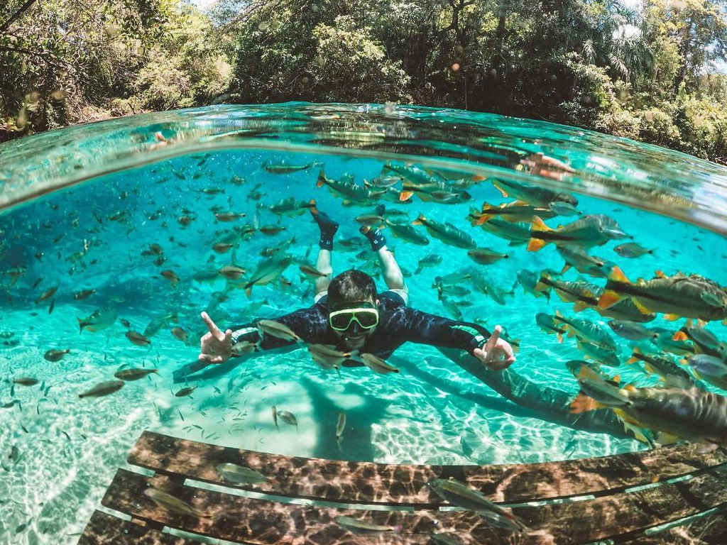 "Turista fazendo flutuação em águas cristalinas repletas de peixes no Rio da Prata, Bonito-MS."