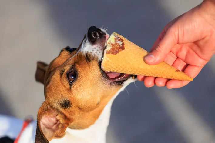 Cachorro de pelagem caramelo, um típico mascote brasileiro, sendo alimentado com um sorvete em casquinha por uma pessoa.