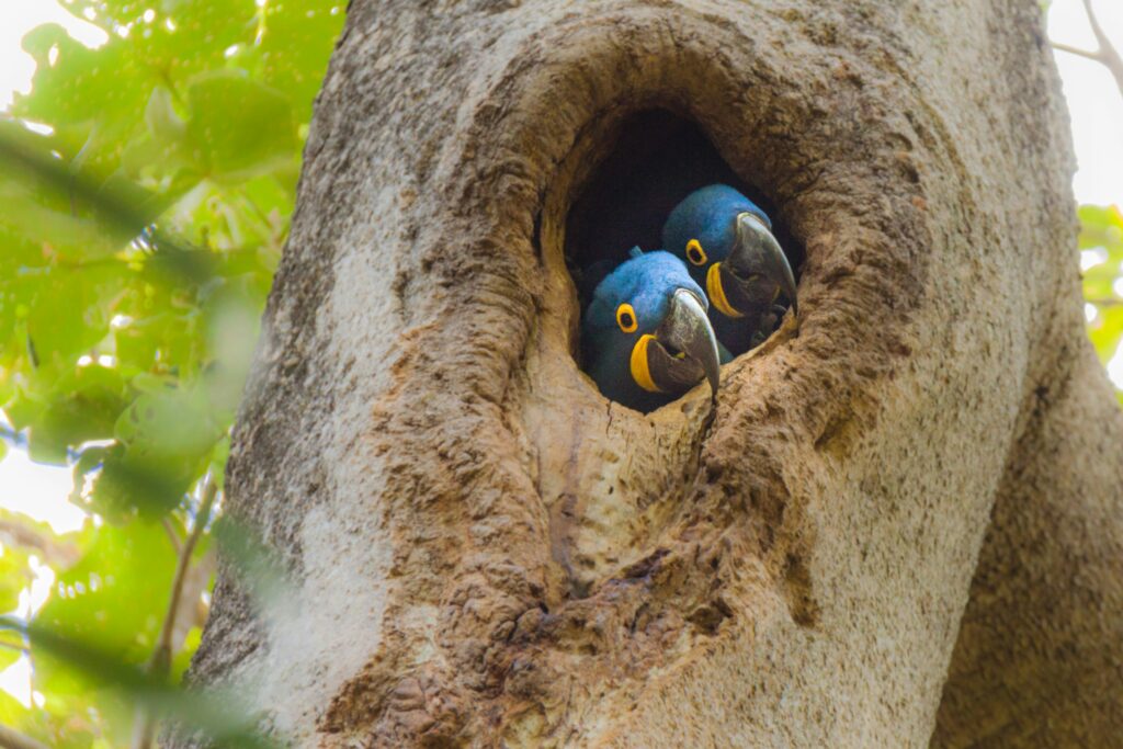 Duas araras azuis em uma árvore no Pantanal, Brasil, destacando a biodiversidade do bioma e a importância do turismo sustentável.