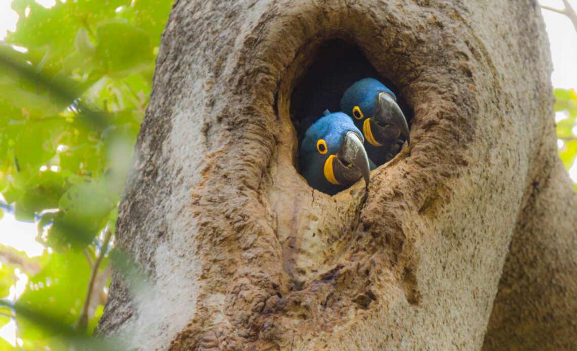 Duas araras azuis em uma árvore no Pantanal, Brasil, destacando a biodiversidade do bioma e a importância do turismo sustentável.