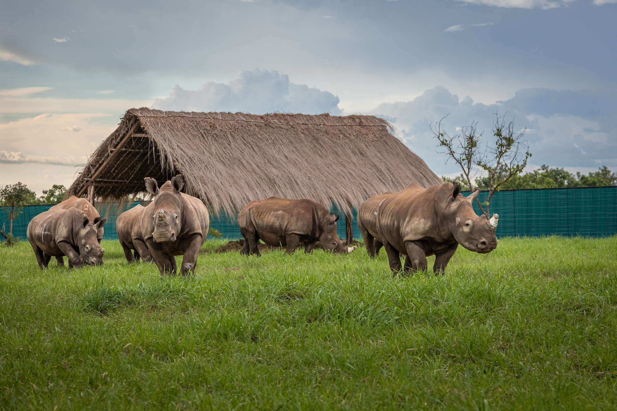 Rinocerontes-brancos no Parque Nacional de Garamba, um patrimônio mundial em risco de extinção reconhecido pela UNESCO.