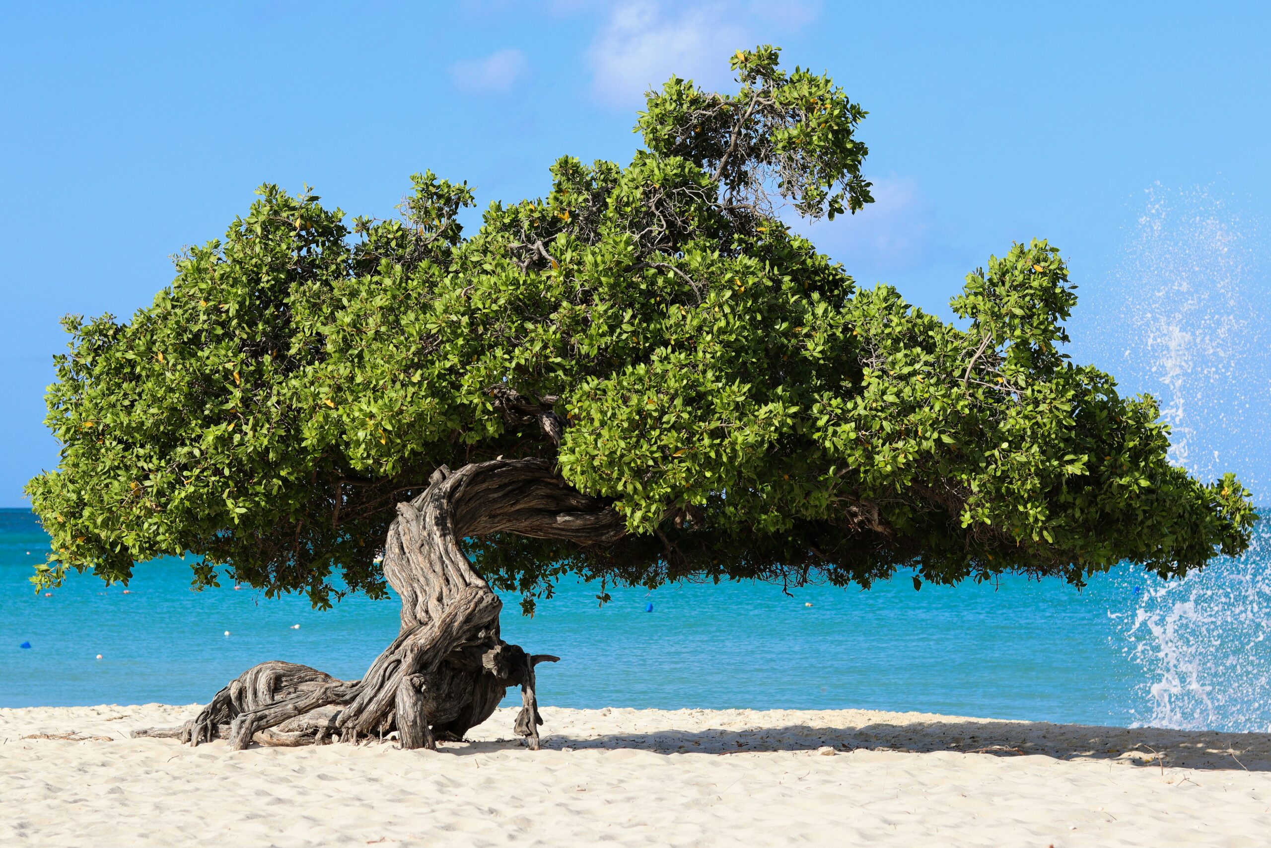 Eagle Beach, Aruba.